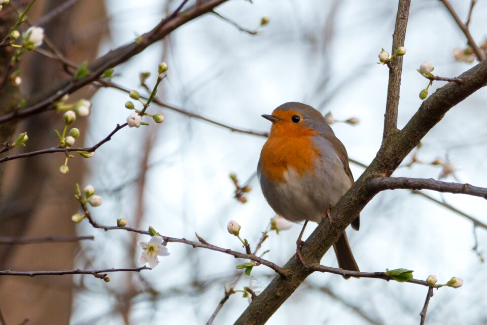 Bird small bird branch