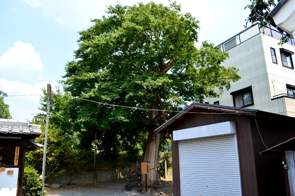 Akuto-jinja shinboku