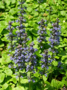 Ajuga reptans, 2015-05-09, Fox Chapel, 01