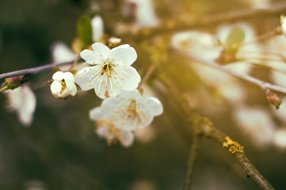 Nature cherries cherry blossoms