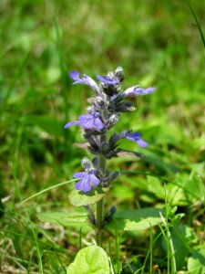 Ajuga reptans, 2015-05-07, Mount Lebanon, 02