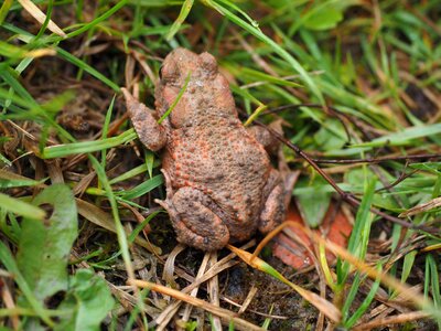 Anuran real toad toad bufonidae