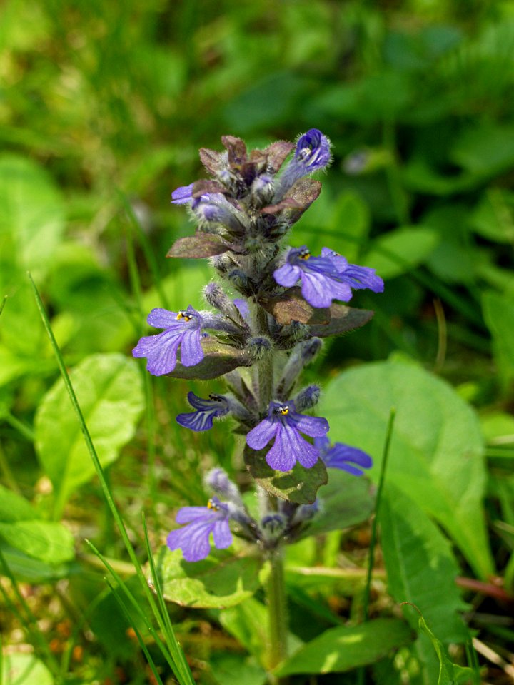 Ajuga reptans, 2015-05-07, Mount Lebanon, 01