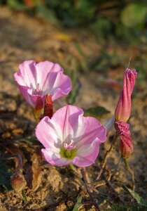 Convolvulus arvensis flower field plant wild