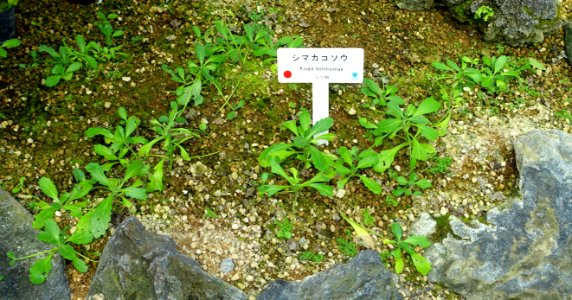 Ajuga boninsimae - Shinjuku Gyo-en Greenhouse - Tokyo, Japan - DSC05912