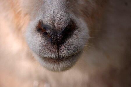 Sheep nose mecklenburg