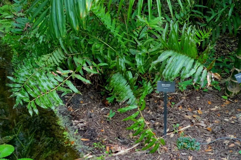 Ajuga reptans 'Mahogany' - McKee Botanical Garden - Vero Beach, Florida - DSC03019