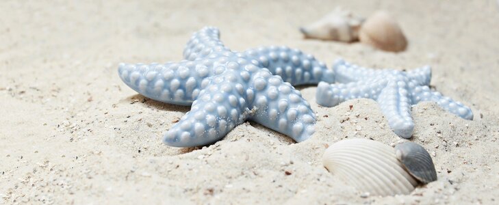 Porcelain porcelain starfish blue photo