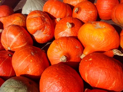 Still life autumn pumpkin photo