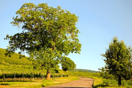 View vines scenic