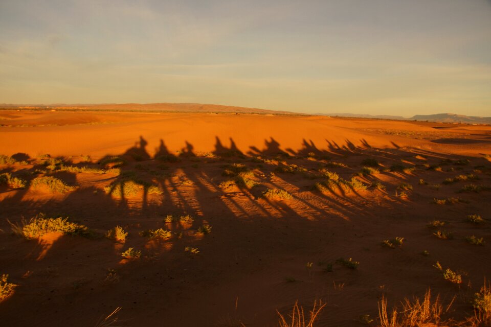 Shadow camel desert photo
