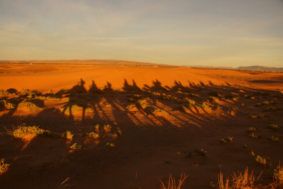 Shadow camel desert