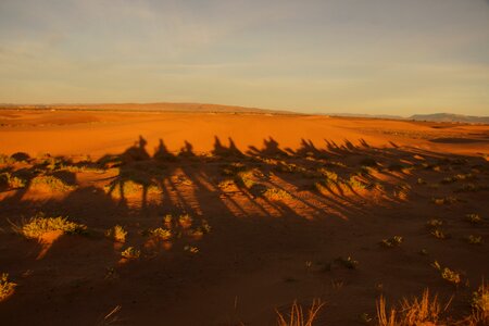 Shadow camel desert