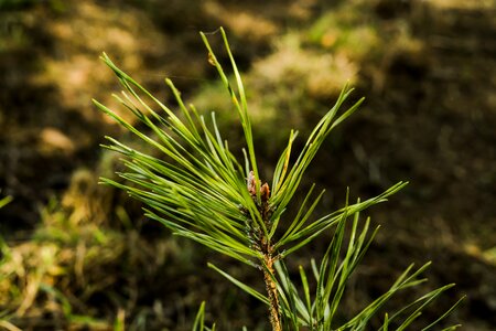 Forest forest floor needles photo