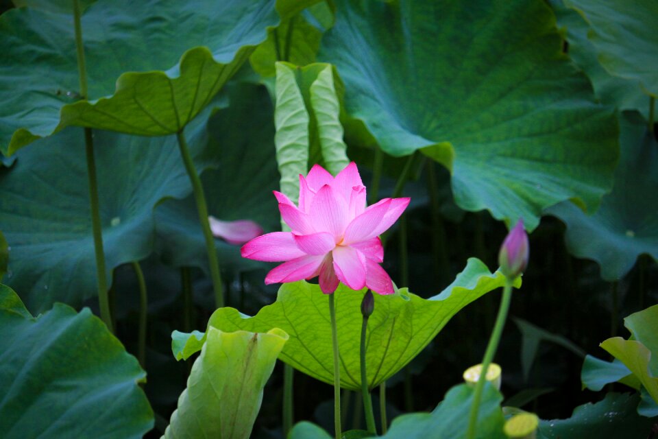 Lotus scenery Free photos