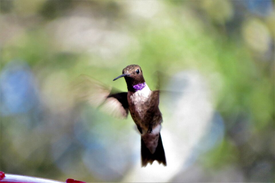 Humming bird wildlife colorful