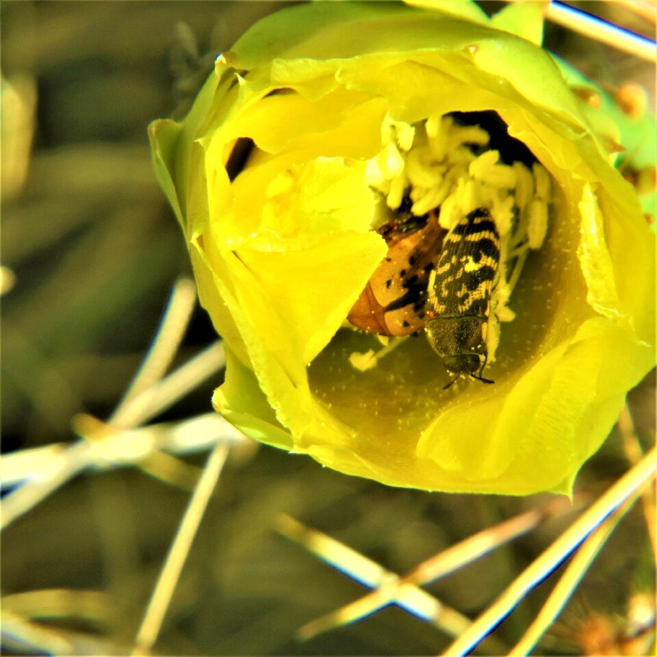 Insect yellow flower hiking