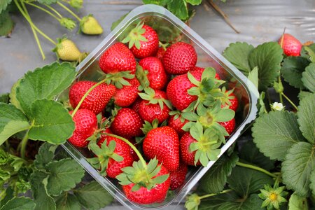 Strawberry organic fruit