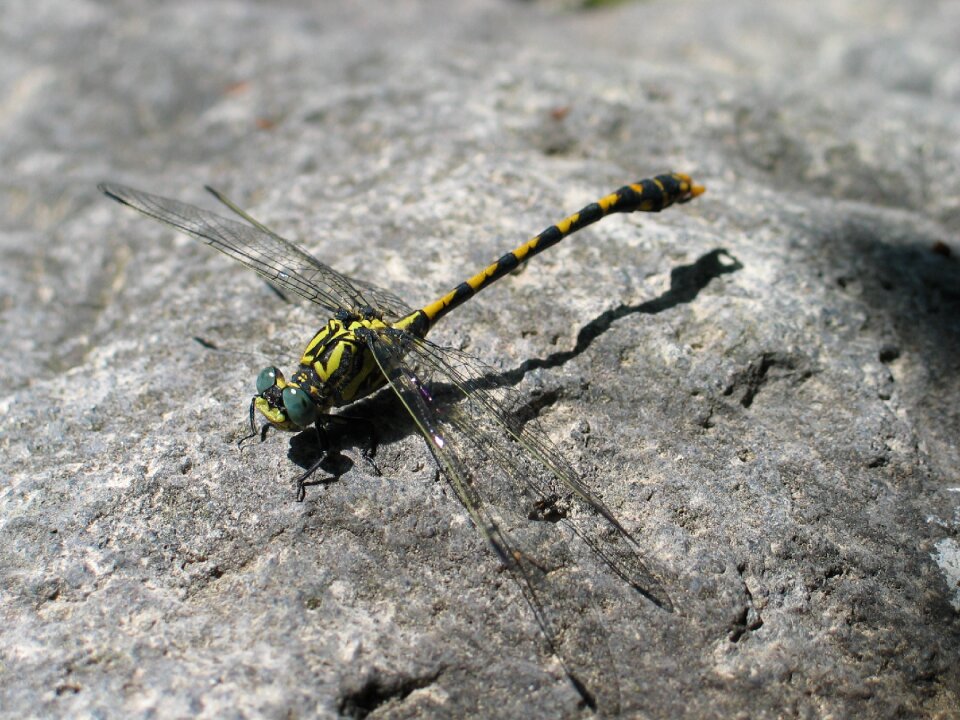 Fly wing nature
