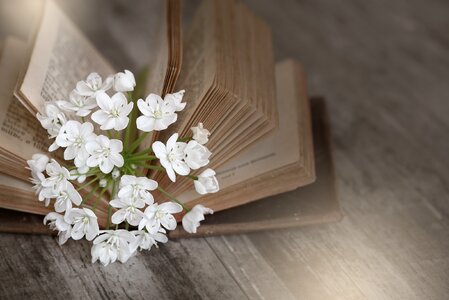 Old book book pages flower photo