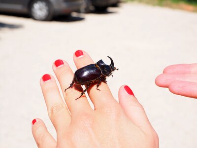 Oryctes nasicornis leaf horn beetle scarabaeidae particularly protected animal photo