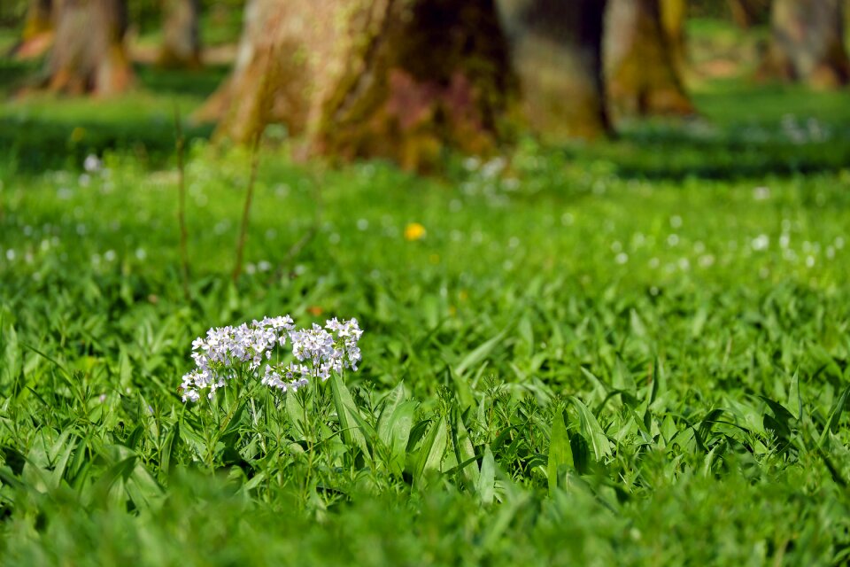 Nature cuckoo flower blossom