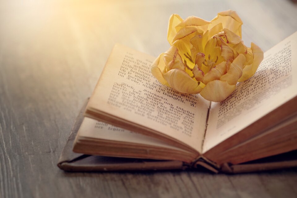 Book pages old book flower