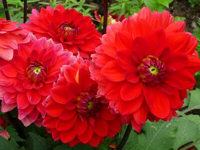 Red flowers popular