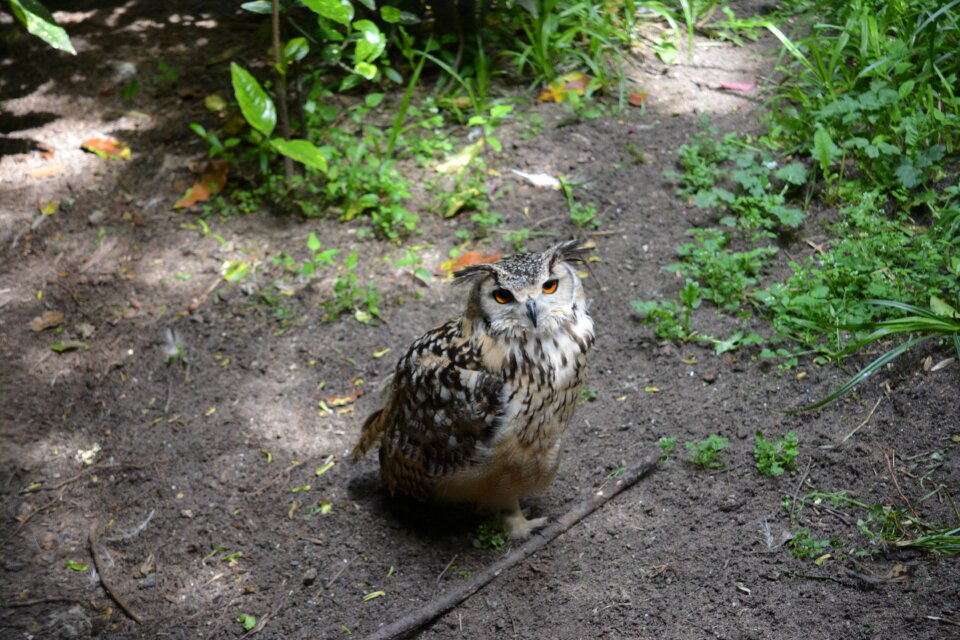 Animal wildlife gray owl