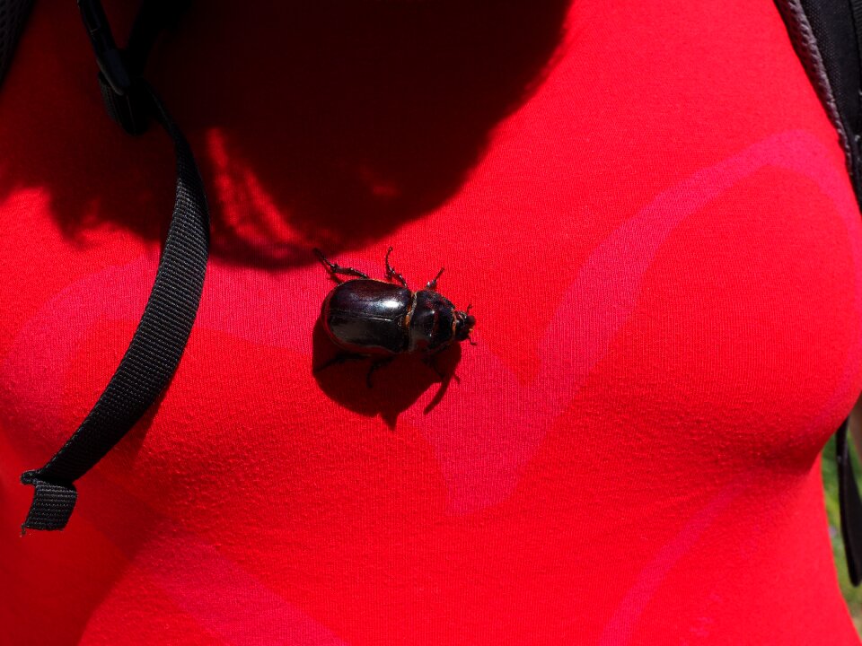 Oryctes nasicornis leaf horn beetle scarabaeidae particularly protected animal