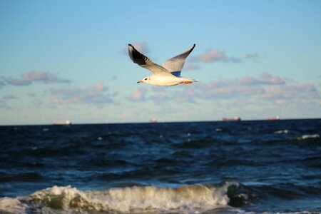 Seagull afraid the baltic sea