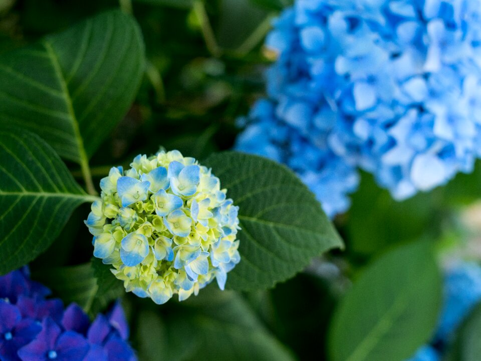 Natural plant japan flower