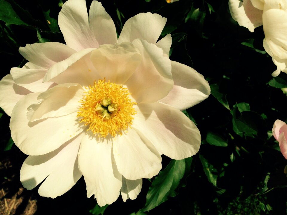 Bloom romantic flower