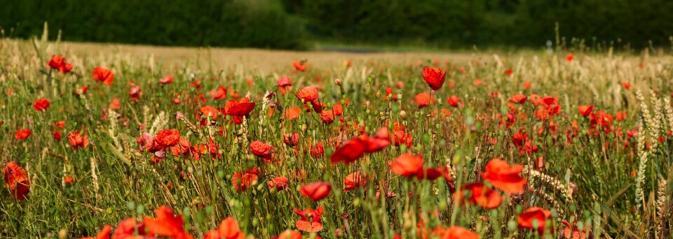 Red poppy colorful nature photo