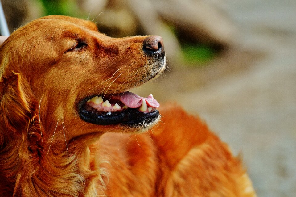 Light brown pet big dog