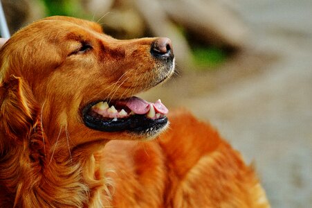 Light brown pet big dog