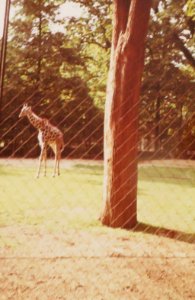 AIMG 5141 Wilhelma 1964 Giraffe
