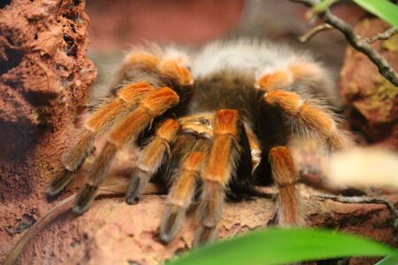 Spider animal zoo