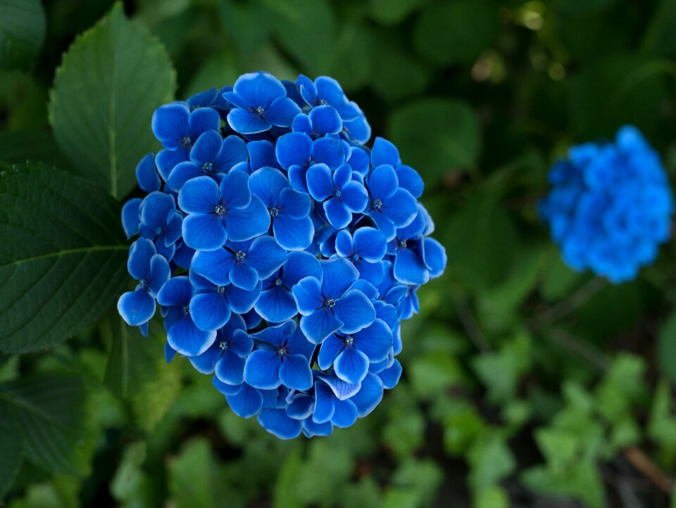 Japan flower flower in the early summer