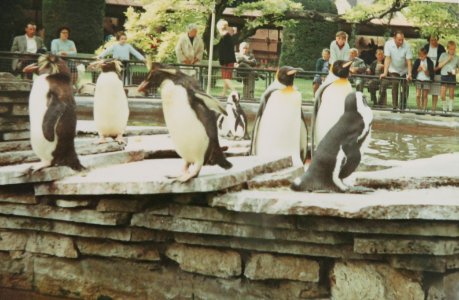 AIMG 5143 Wilhelma 1964 Pinguine