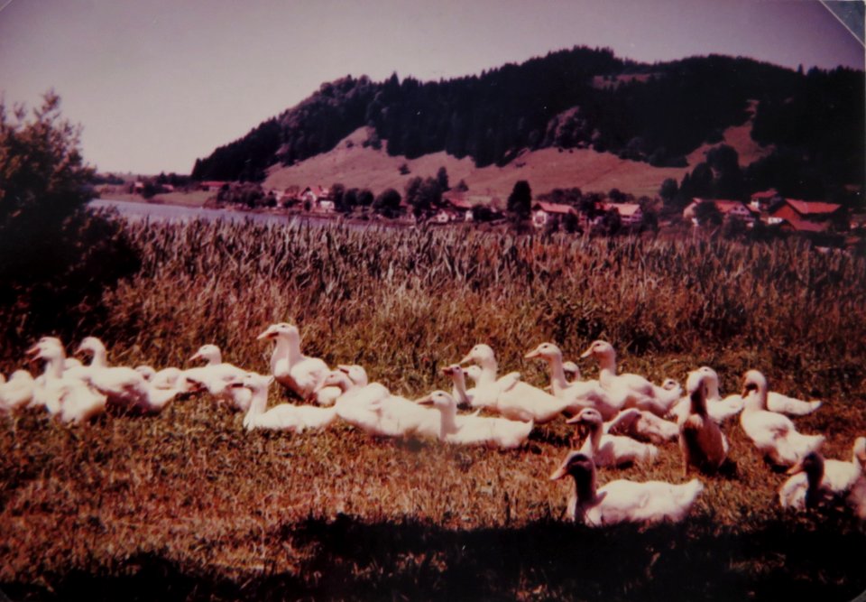 AIMG 5313 Hopfen am See 1956 Tierchen