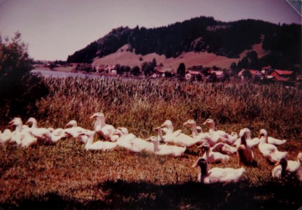 AIMG 5313 Hopfen am See 1956 Tierchen