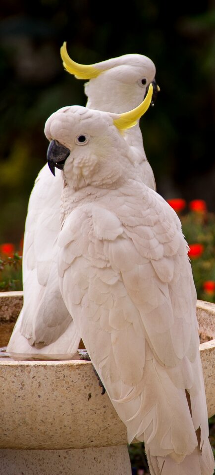 Bird feather white