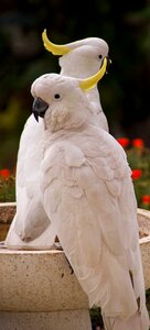 Bird feather white photo