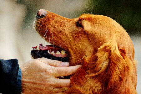 Dog fur light brown photo