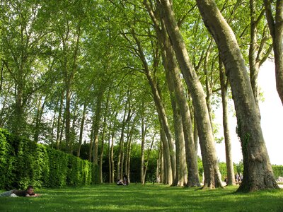 Park garden landscape