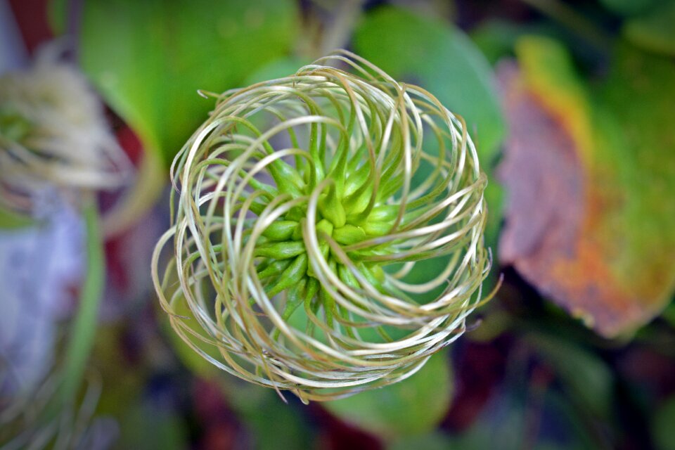 Flower spiral blossom