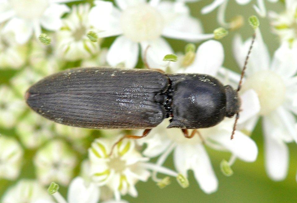 Agriotes-gallicus-01-fws