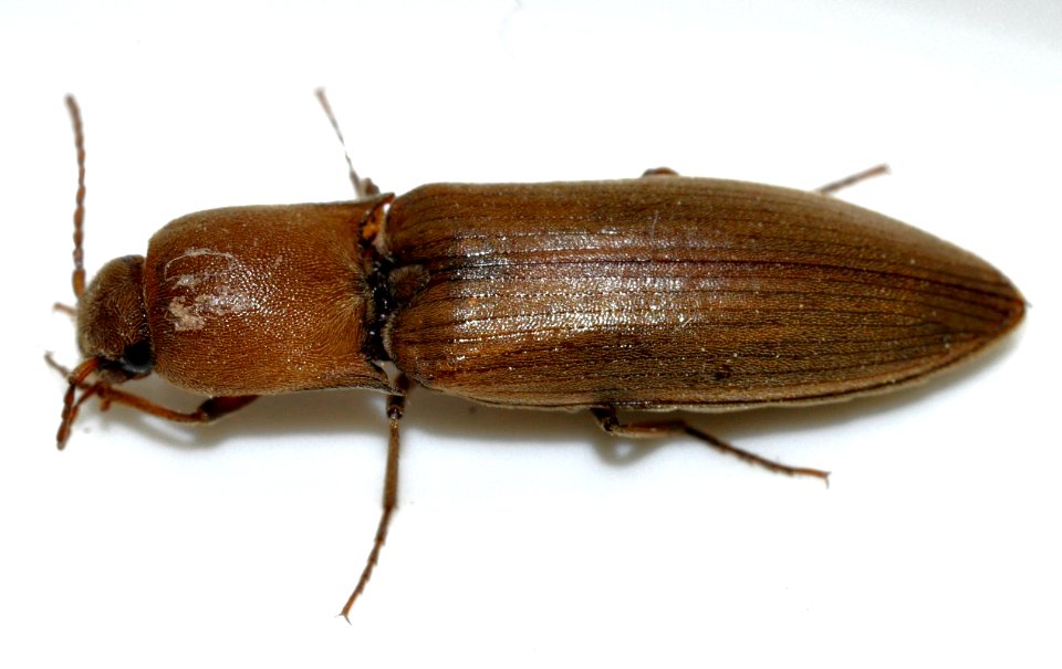 Agriotes-pilosellus-09-fws