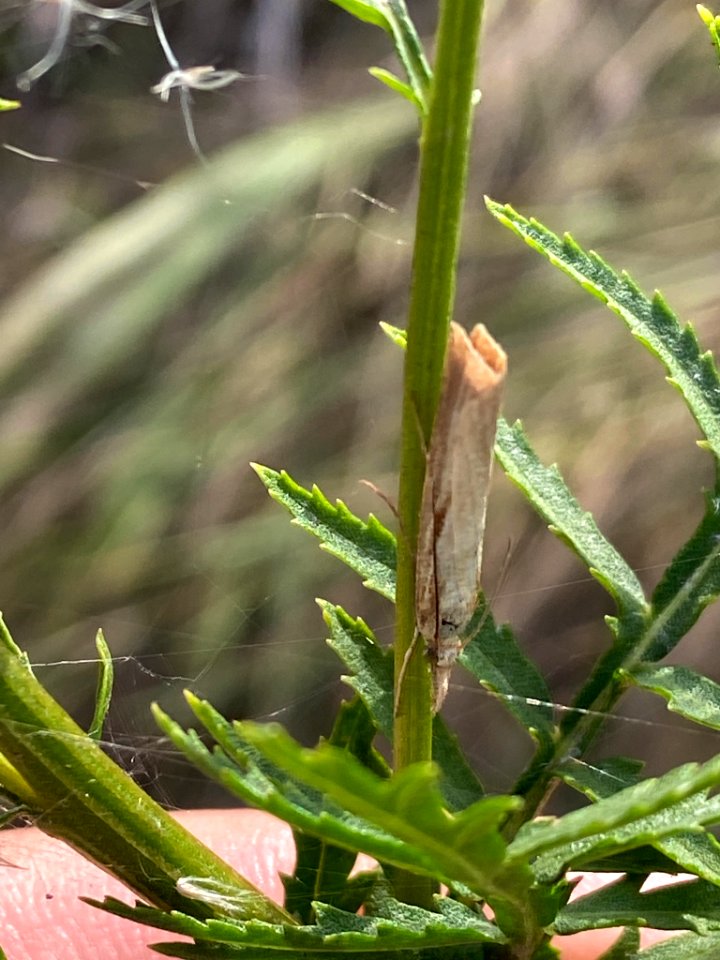 Agriphila straminella 91652624